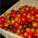 fresh tomatoes